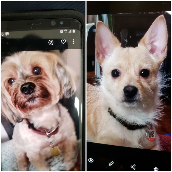 🐶Meet your Posher, Terri🐶 - Picture 4 of 16